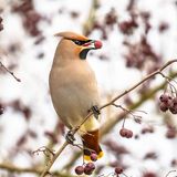 Fermentierte Vogelbeeren