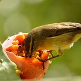 Vögel-Vorliebe für fermentiertes Obst