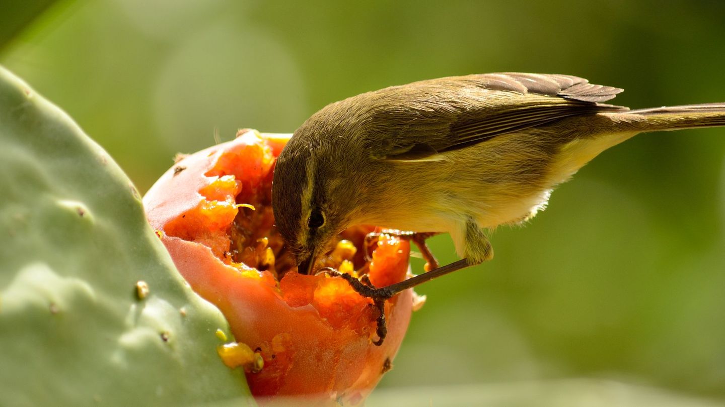 Vögel-Vorliebe für fermentiertes Obst