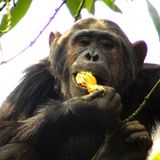 Schimpansen schätzen vergorene Sternäpfel