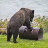 Bären stehen auf Kerosin