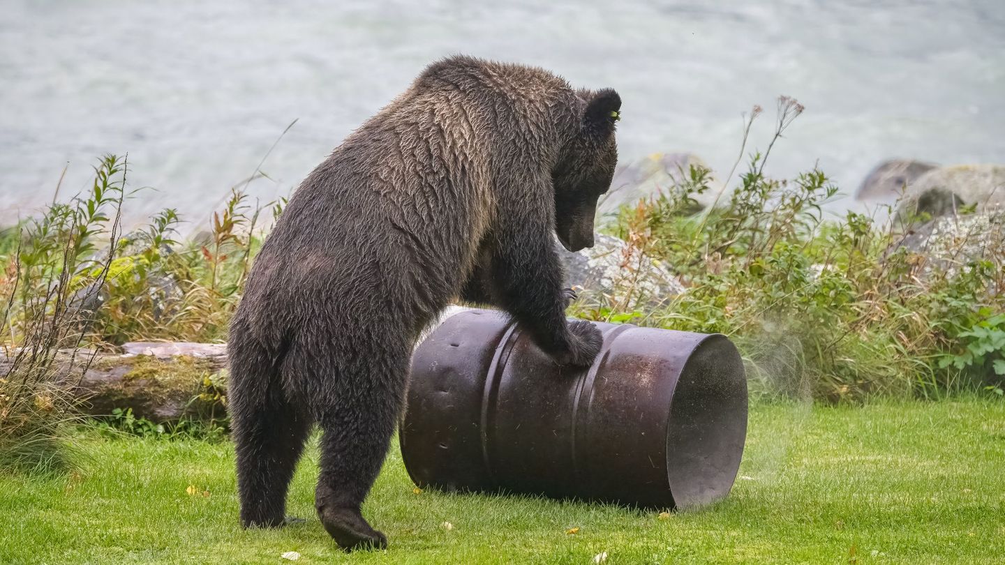 Bären stehen auf Kerosin