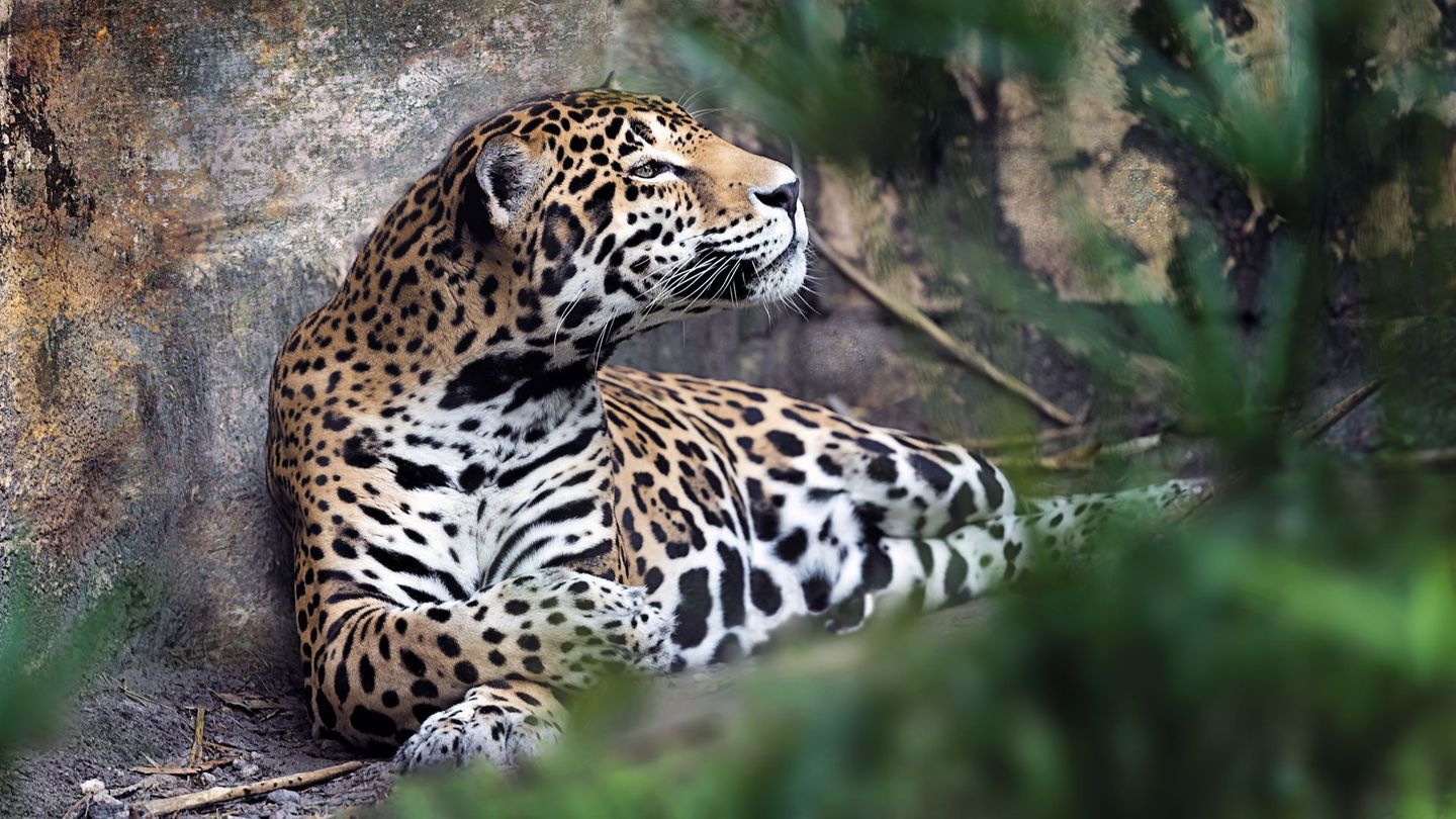 Jaguare auf psychedelischem Trip