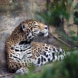 Jaguare auf psychedelischem Trip