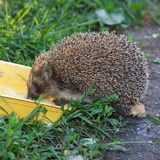 Igel mögen Bier