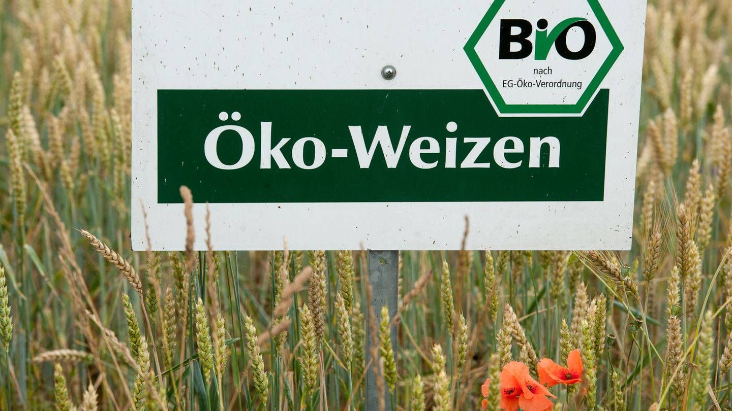 Der Ökolandbau ist in Bayern trotz gesetzlich festgelegter Ausbauziele noch immer eher die Ausnahme als die Regel. (Archivbild)