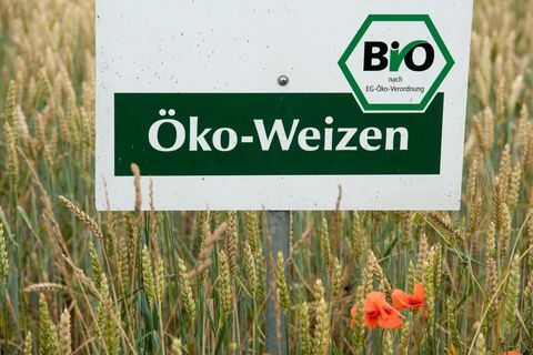 Der Ökolandbau ist in Bayern trotz gesetzlich festgelegter Ausbauziele noch immer eher die Ausnahme als die Regel. (Archivbild)