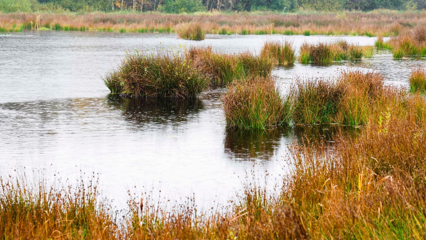 So wie bereits das hier zu sehende Königsmoor soll nun auch das Niewohlder Moor wiedervernässt werden. Foto: Frank Molter/dpa