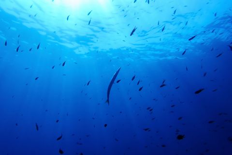 Bisher gibt es für die Hochsee keine einheitlichen Umweltregeln. (Illustration) Foto: Annika Hammerschlag/AP/dpa