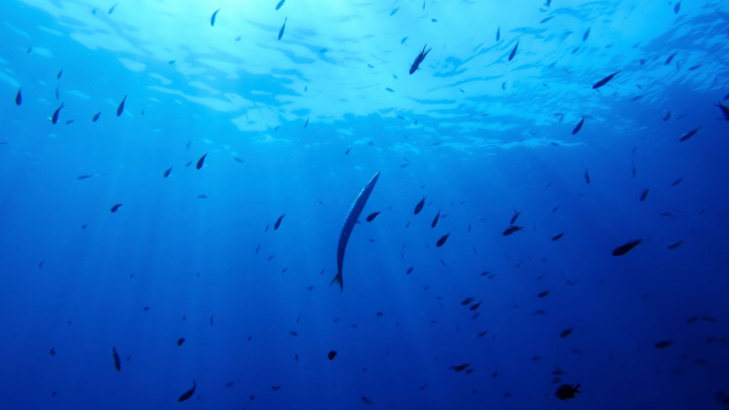 Bisher gibt es für die Hochsee keine einheitlichen Umweltregeln. (Illustration) Foto: Annika Hammerschlag/AP/dpa