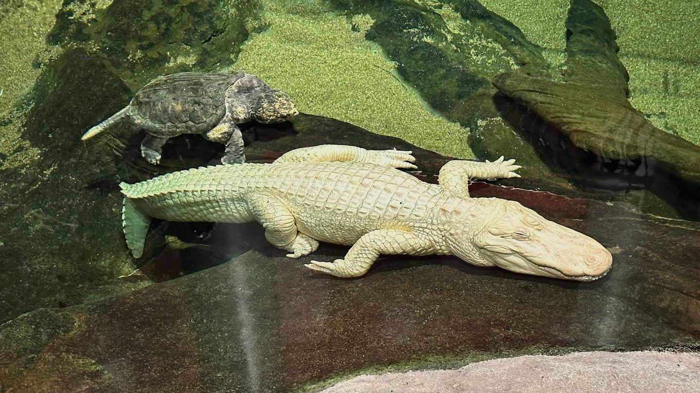 Albino-Alligator Claude lag meist regungslos auf einem beheizten Felsen oder schwamm mit Schildkröten durch sein Becken. (Archiv