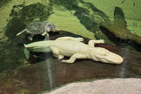 Albino-Alligator Claude lag meist regungslos auf einem beheizten Felsen oder schwamm mit Schildkröten durch sein Becken. (Archiv