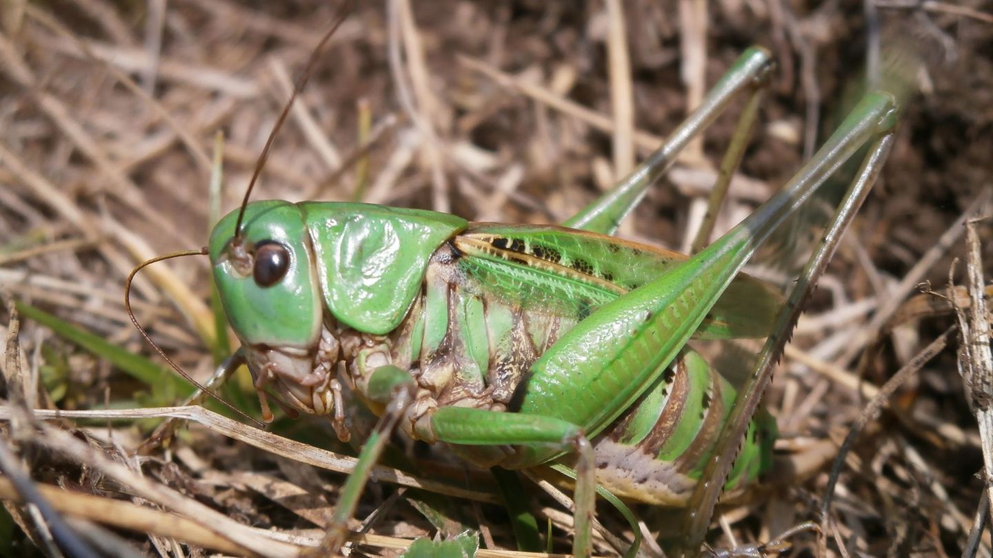 Seinen Namen erhielt der Warzenbeißer aufgrund eines alten Volksglaubens. (Foto - Handout) Foto: Schmitt/Senckenberg/dpa