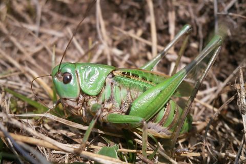 Seinen Namen erhielt der Warzenbeißer aufgrund eines alten Volksglaubens. (Foto - Handout) Foto: Schmitt/Senckenberg/dpa