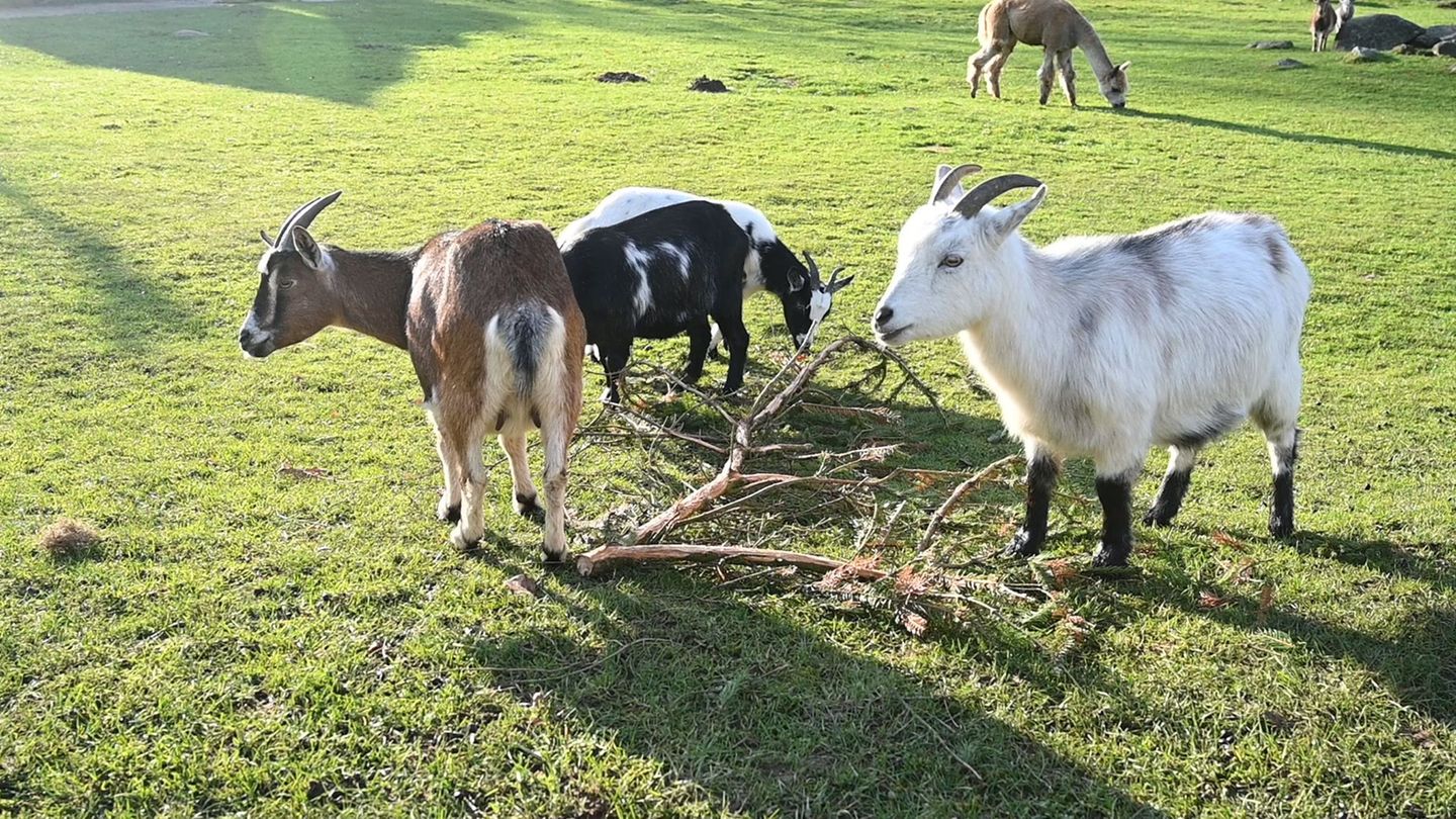 Ein eher ungewöhnlicher Fall beschäftigt am Mittwoch das Landgericht Stralsund: Der Unfall einer Frau, die nach eigener Aussage