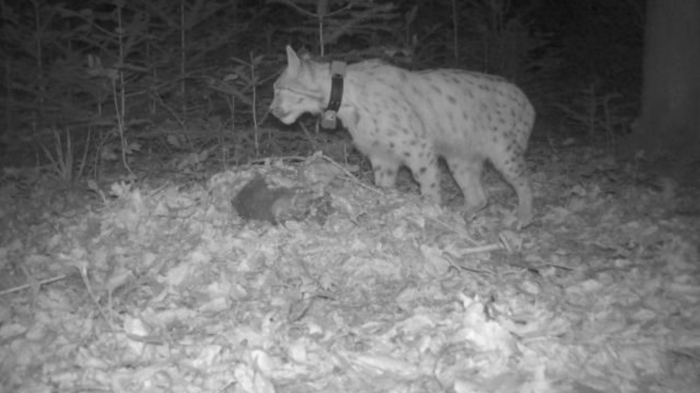 Luchs "Portus" wurde erstmals im November 2024 im Südwesten gesichtet. Foto: FVA BW//Wildtiermonitoring/dpa