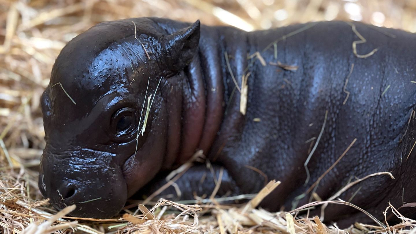 Zwergflusspferd-Baby "Panya" kuschelt gern im weichen Stroh. Foto: M. Tetzlaff/Zoo Duisburg/dpa