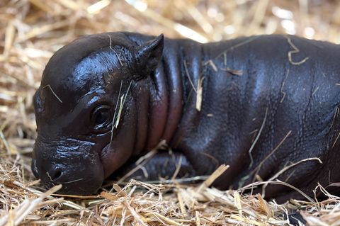 Zwergflusspferd-Baby "Panya" kuschelt gern im weichen Stroh. Foto: M. Tetzlaff/Zoo Duisburg/dpa