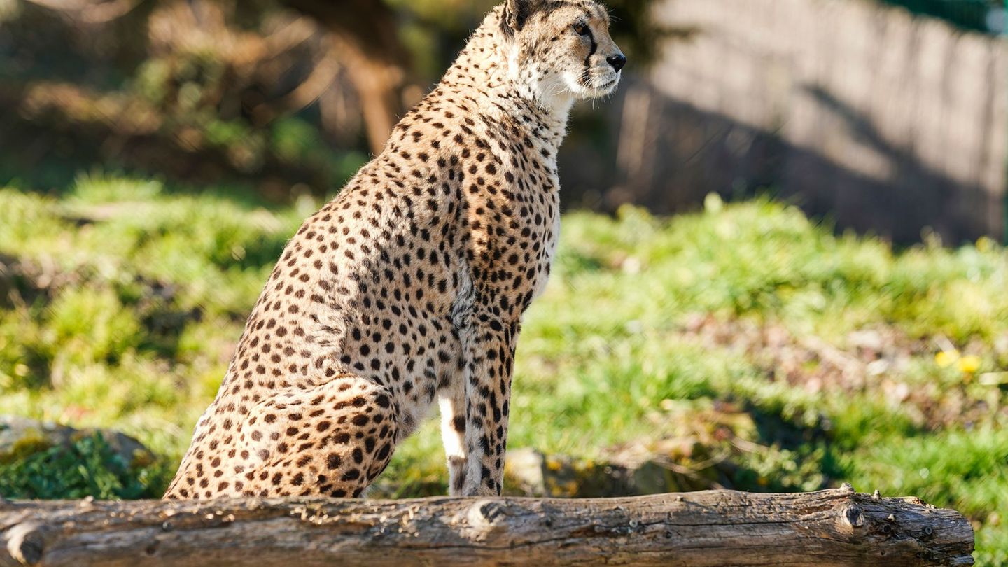 Der Zoo Landau musste von Sudan-Gepardkater Claude Abschied nehmen. (Archivbild) Foto: Uwe Anspach/dpa