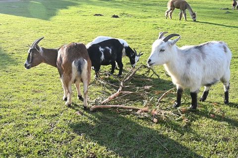 Ein eher ungewöhnlicher Fall beschäftigt am Mittwoch das Landgericht Stralsund: Der Unfall einer Frau, die nach eigener Aussage