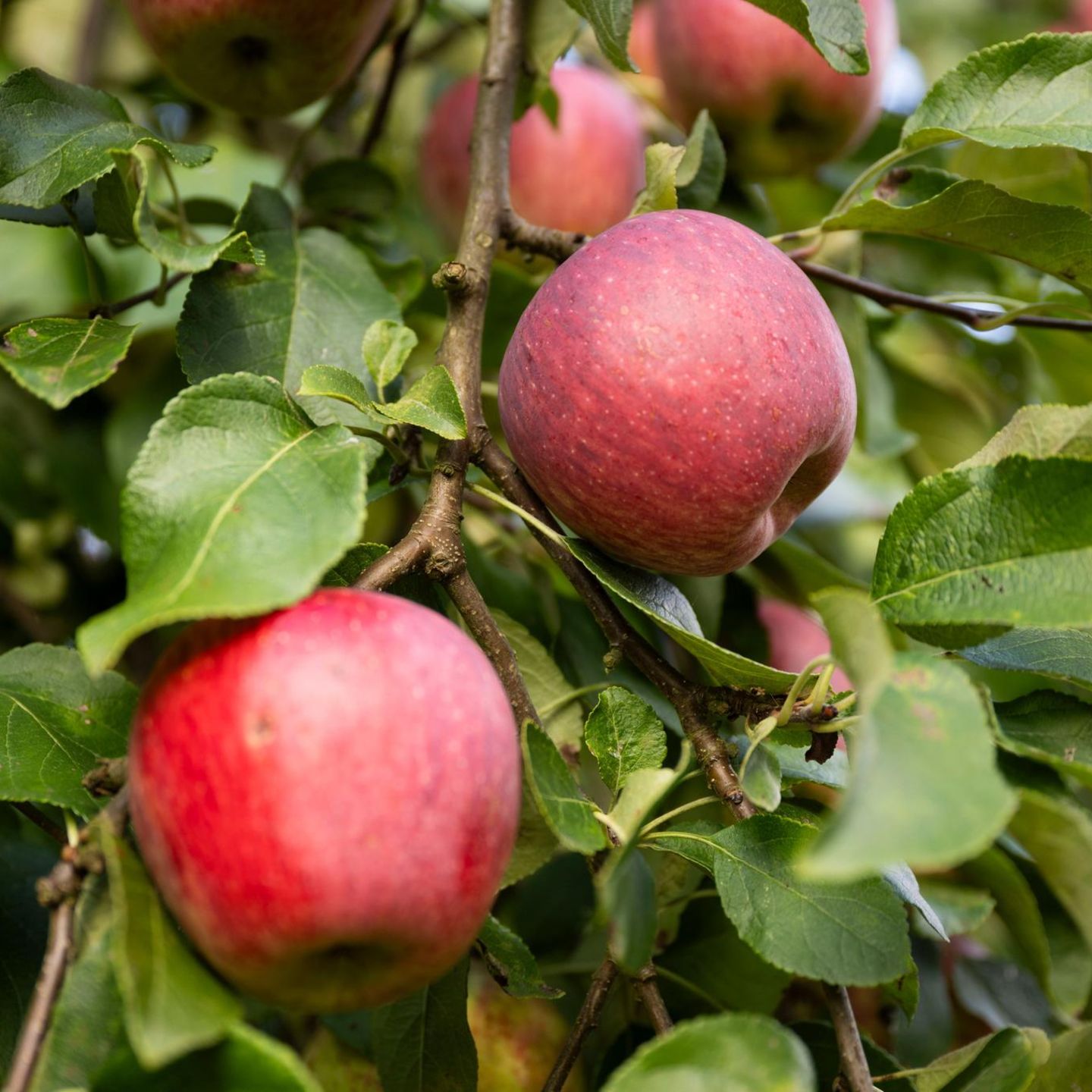 Rote Äpfel hängen an einem Baum – ob sie durch Gentechnik verändert sind, spielt in der EU künftig eine kleinere Rolle