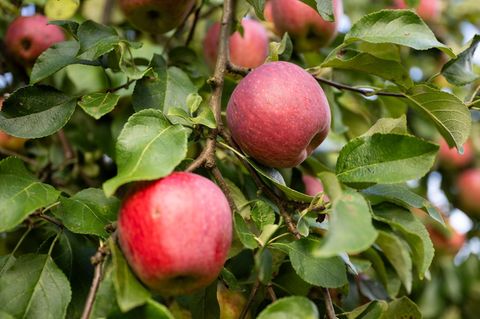 Rote Äpfel hängen an einem Baum – ob sie durch Gentechnik verändert sind, spielt in der EU künftig eine kleinere Rolle