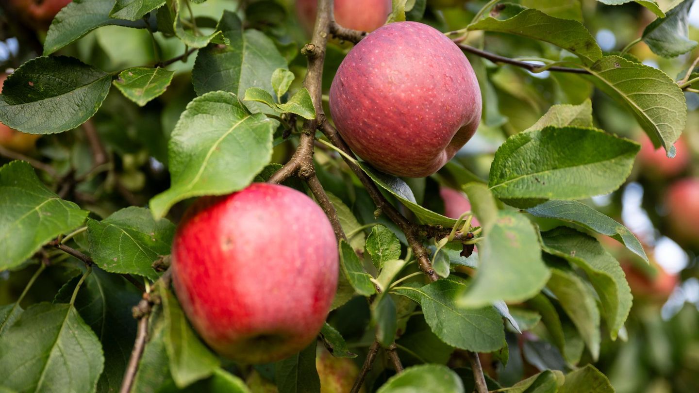 Rote Äpfel hängen an einem Baum – ob sie durch Gentechnik verändert sind, spielt in der EU künftig eine kleinere Rolle