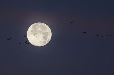 Der letzte Vollmond des Jahres wird auch "Cold Moon" oder "Julmond" genannt. (Archivbild) Foto: Christian Charisius/dpa