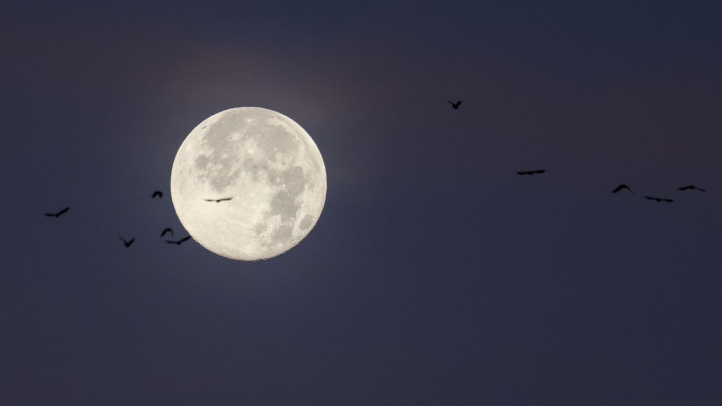 Der letzte Vollmond des Jahres wird auch "Cold Moon" oder "Julmond" genannt. (Archivbild) Foto: Christian Charisius/dpa