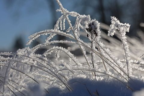 Laut Prognose entsteht am Donnerstag und in der Nacht zu Freitag leichter Frost. (Archivbild) Foto: Matthias Bein/dpa