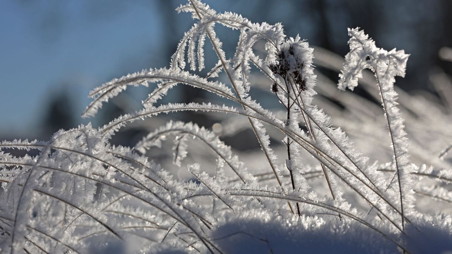 Laut Prognose entsteht am Donnerstag und in der Nacht zu Freitag leichter Frost. (Archivbild) Foto: Matthias Bein/dpa