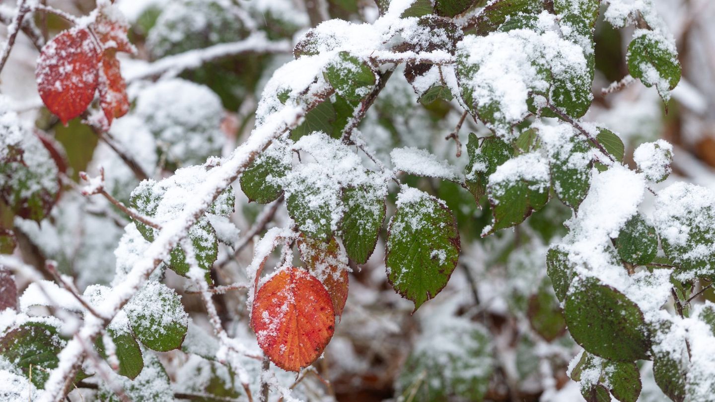 Kühle Temperaturen, Nebel und bis zu drei Zentimeter Neuschnee: In Thüringen kann es laut DWD in der Nacht zu Freitag stellenwei