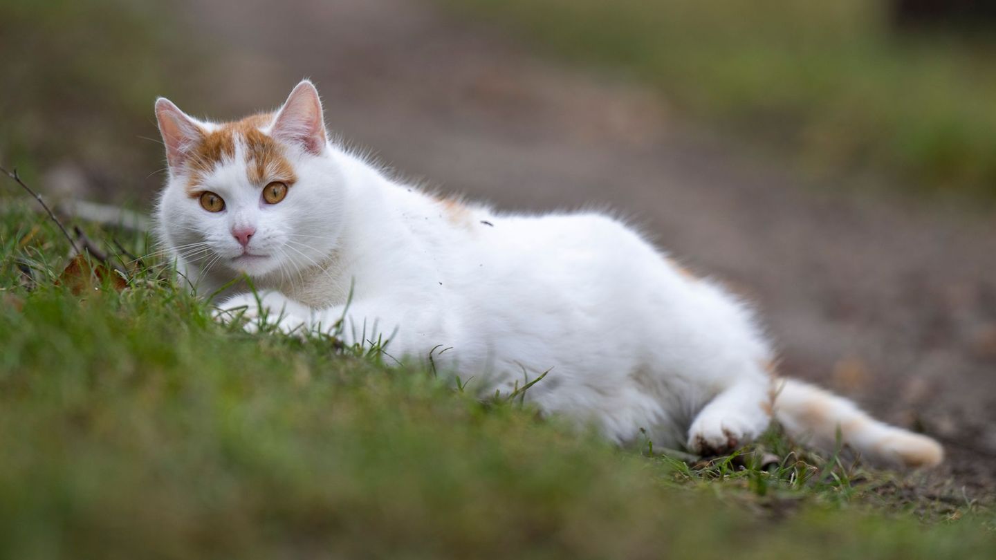 Es gibt Möglichkeiten, um Katzen vor der Vogelgrippe zu schützen. (Symbolbild) Foto: Monika Skolimowska/dpa-Zentralbild/dpa