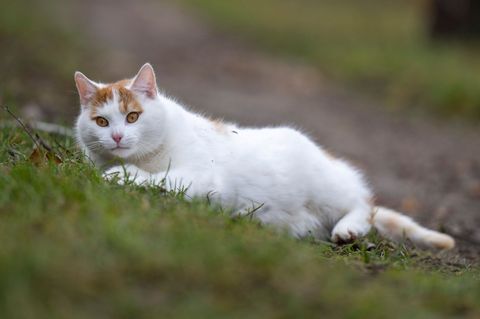 Es gibt Möglichkeiten, um Katzen vor der Vogelgrippe zu schützen. (Symbolbild) Foto: Monika Skolimowska/dpa-Zentralbild/dpa