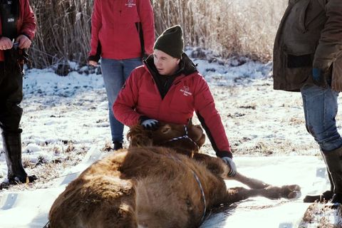 Nach etwa einem halben Jahr ist die Kuh Arielle eingefangen worden. (Handout) Foto: Gut Aiderbichl/dpa