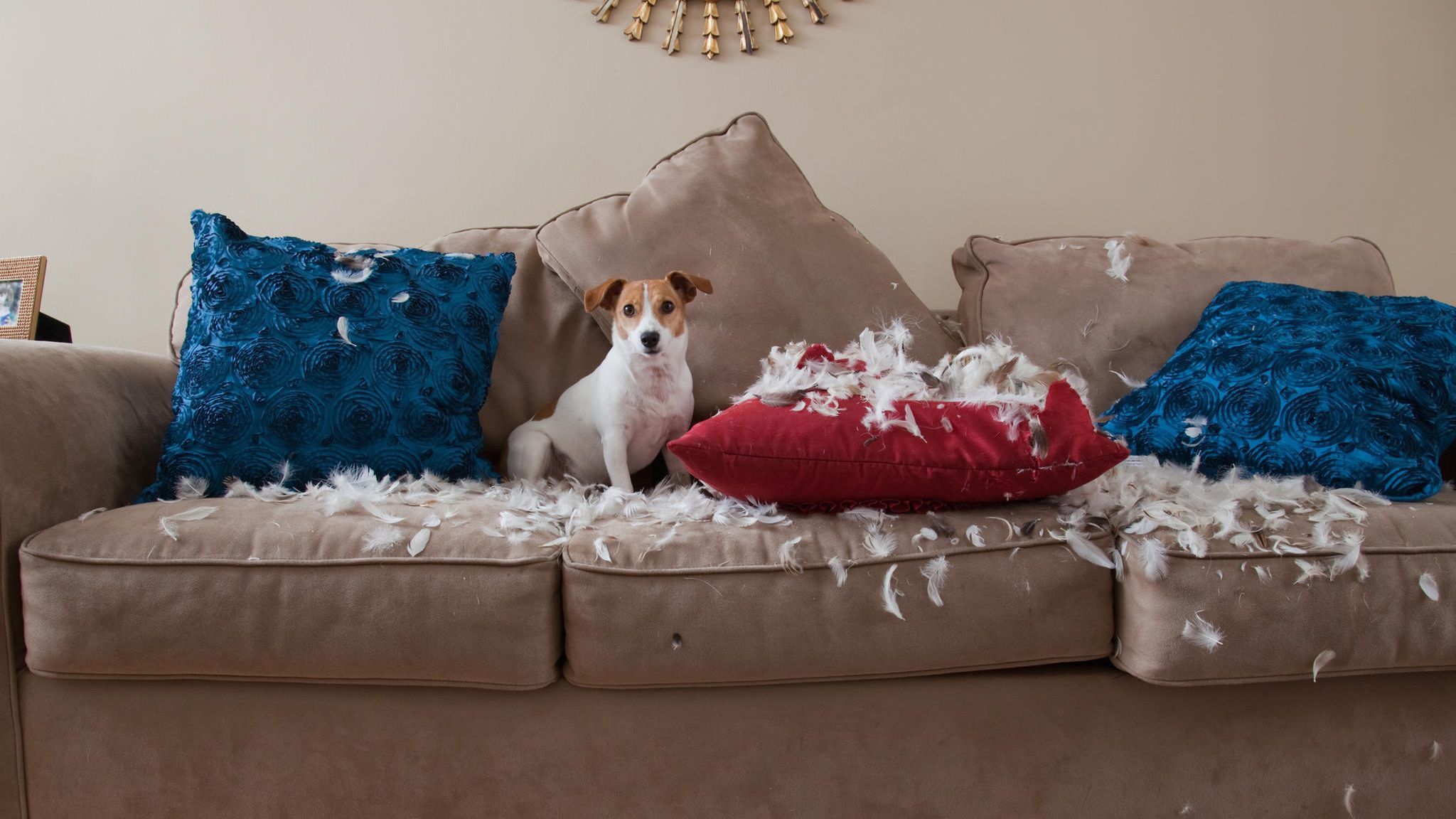 Jack Russell Terrier sitzt auf Sofa mit zerbissenen Kissen und Federn um sich herum