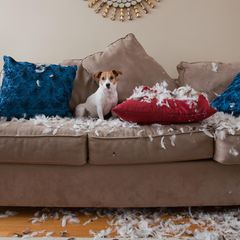 Jack Russell Terrier sitzt auf Sofa mit zerbissenen Kissen und Federn um sich herum