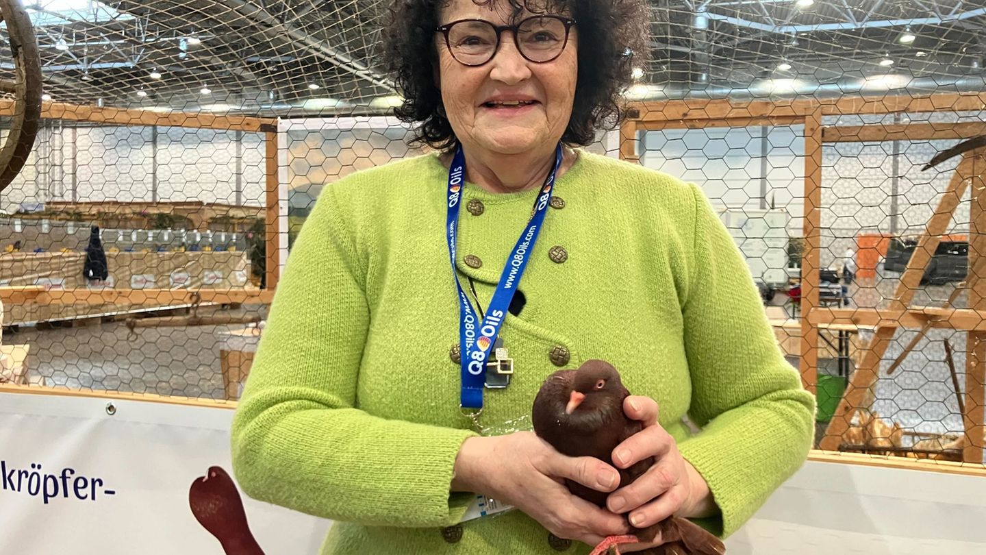 Die Vogelgrippe bremst die Lipsia-Bundesschau in Leipzig aus. In diesem Jahr sind ausschließlich Tauben zu sehen Foto: André Jah