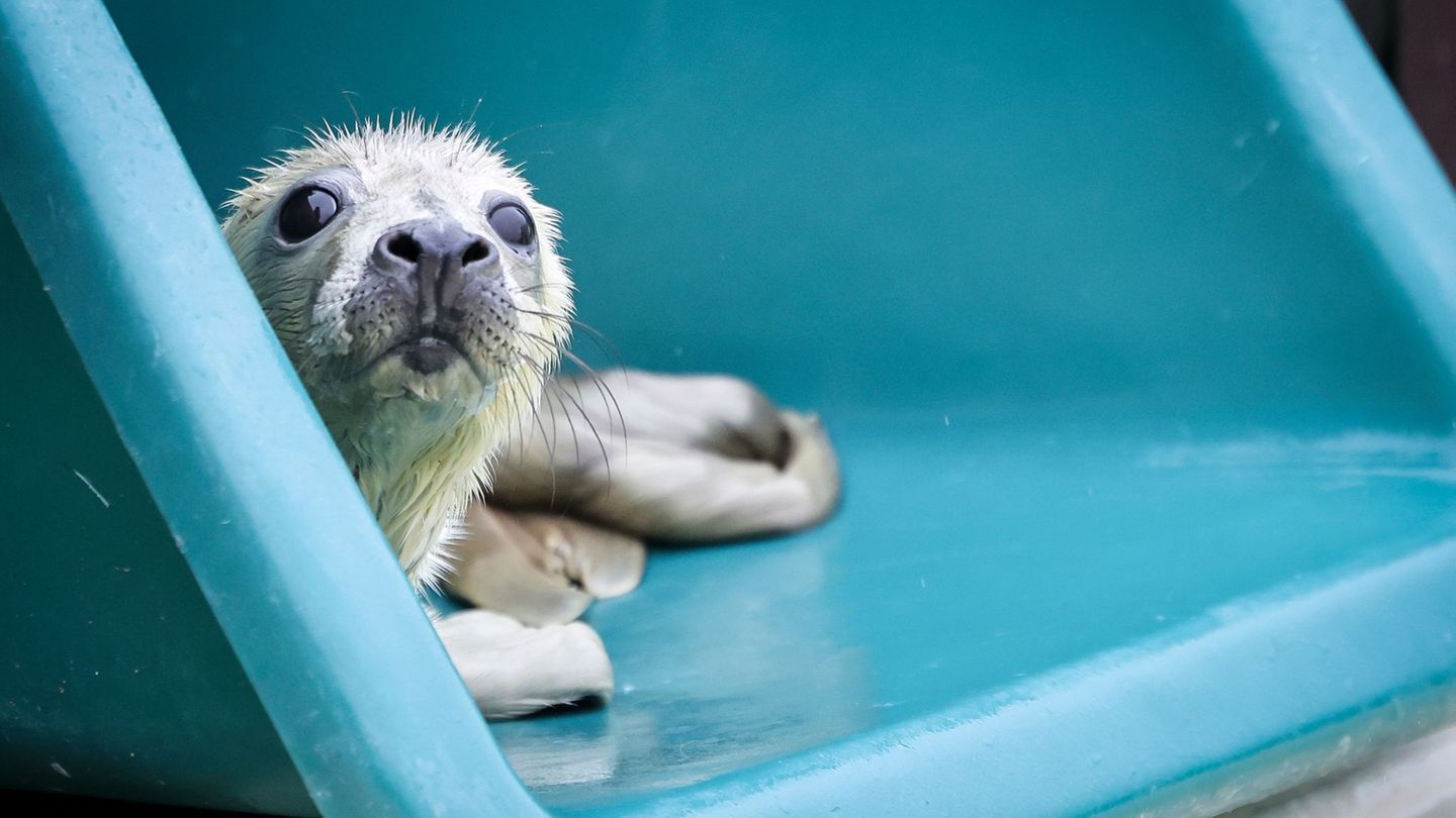 Marieke wurde im Alter von rund zwei Tagen verwaist auf der Helgoländer Düne gefunden und nach Friedrichskoog gebracht. Foto: Ch