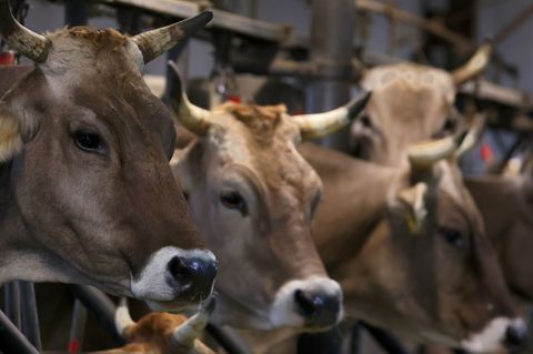 Wegen quälerischer Tiermisshandlung steht ein Mann vor dem Amtsgericht Obernburg. (Symbolbild) Foto: Karl-Josef Hildenbrand/dpa