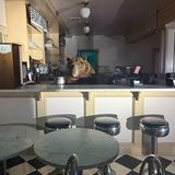 Ein Bär hinter einem Dinertresen