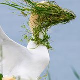 Ein Vogel mit Gras im Gesicht