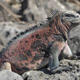 Artenschutz Galapagos-Meerechse