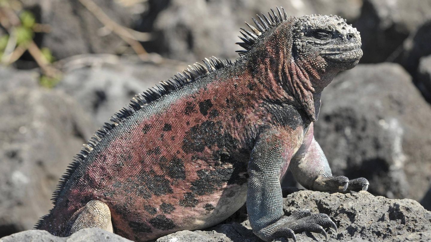 Artenschutz Galapagos-Meerechse