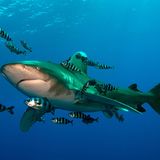 Artenschutz Weißspitzen-Hochseehai