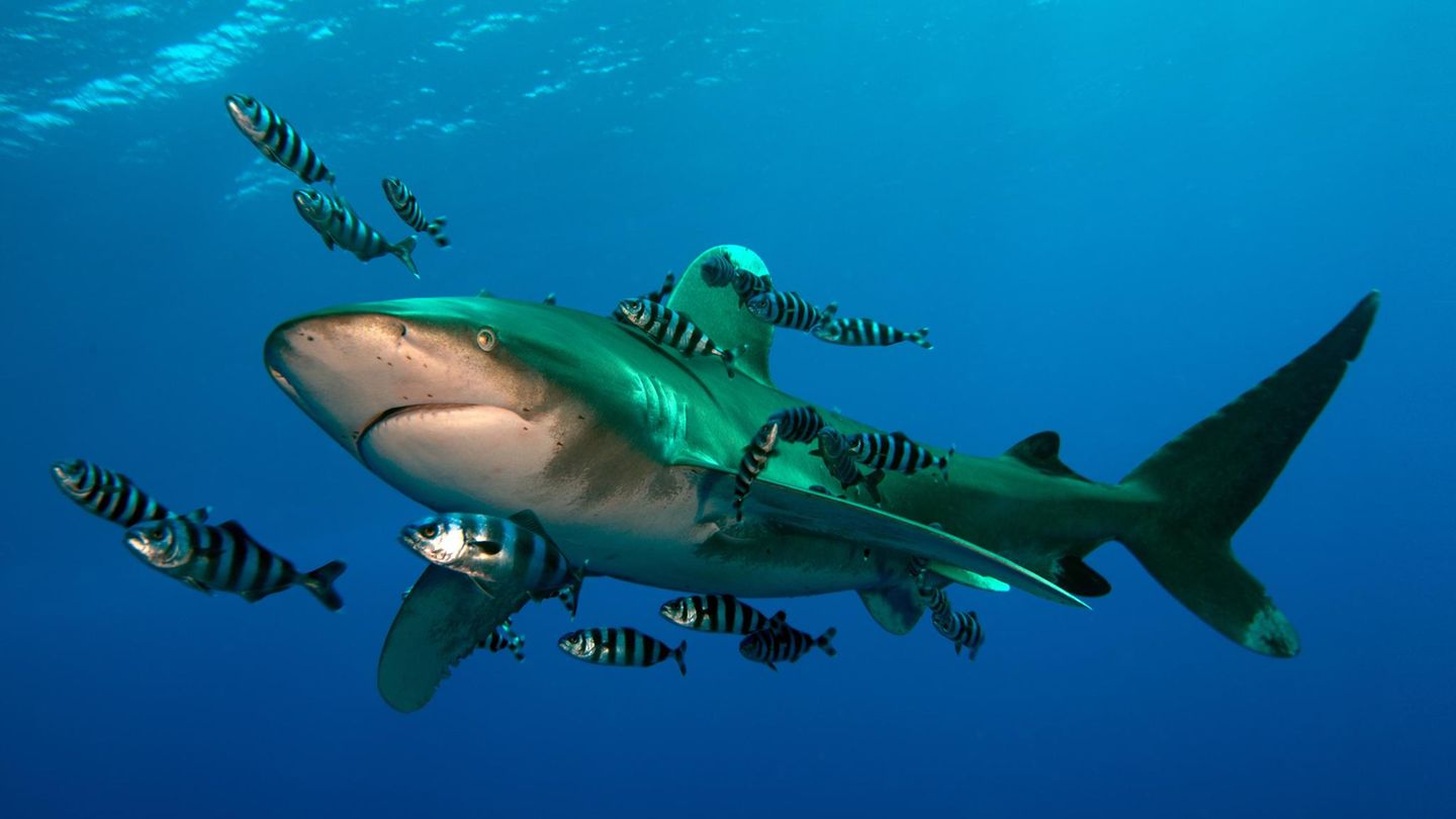 Artenschutz Weißspitzen-Hochseehai