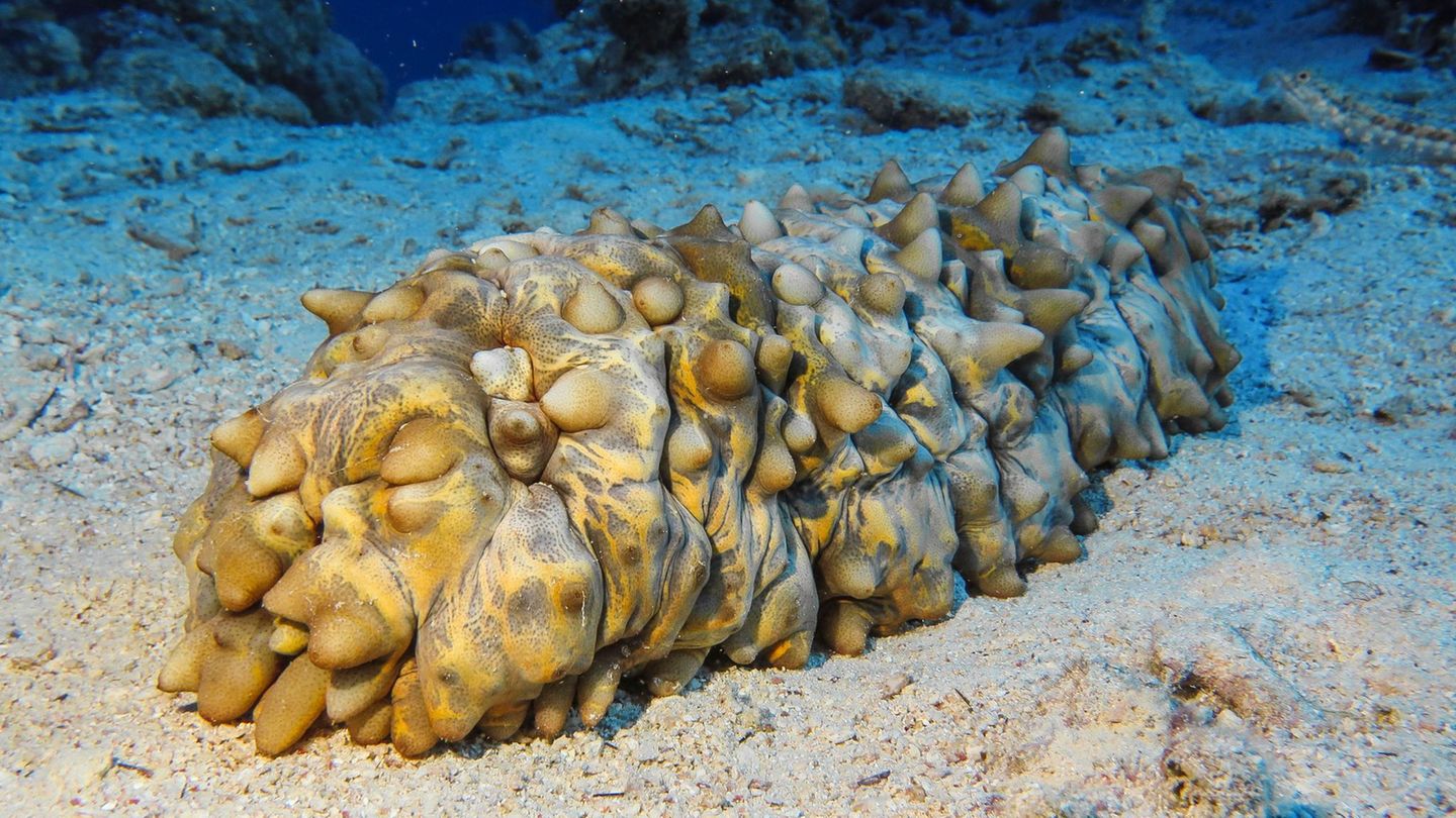 Artenschutz Seegurke