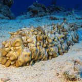 Artenschutz Seegurke