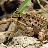 Artenschutz Wasserfrösche