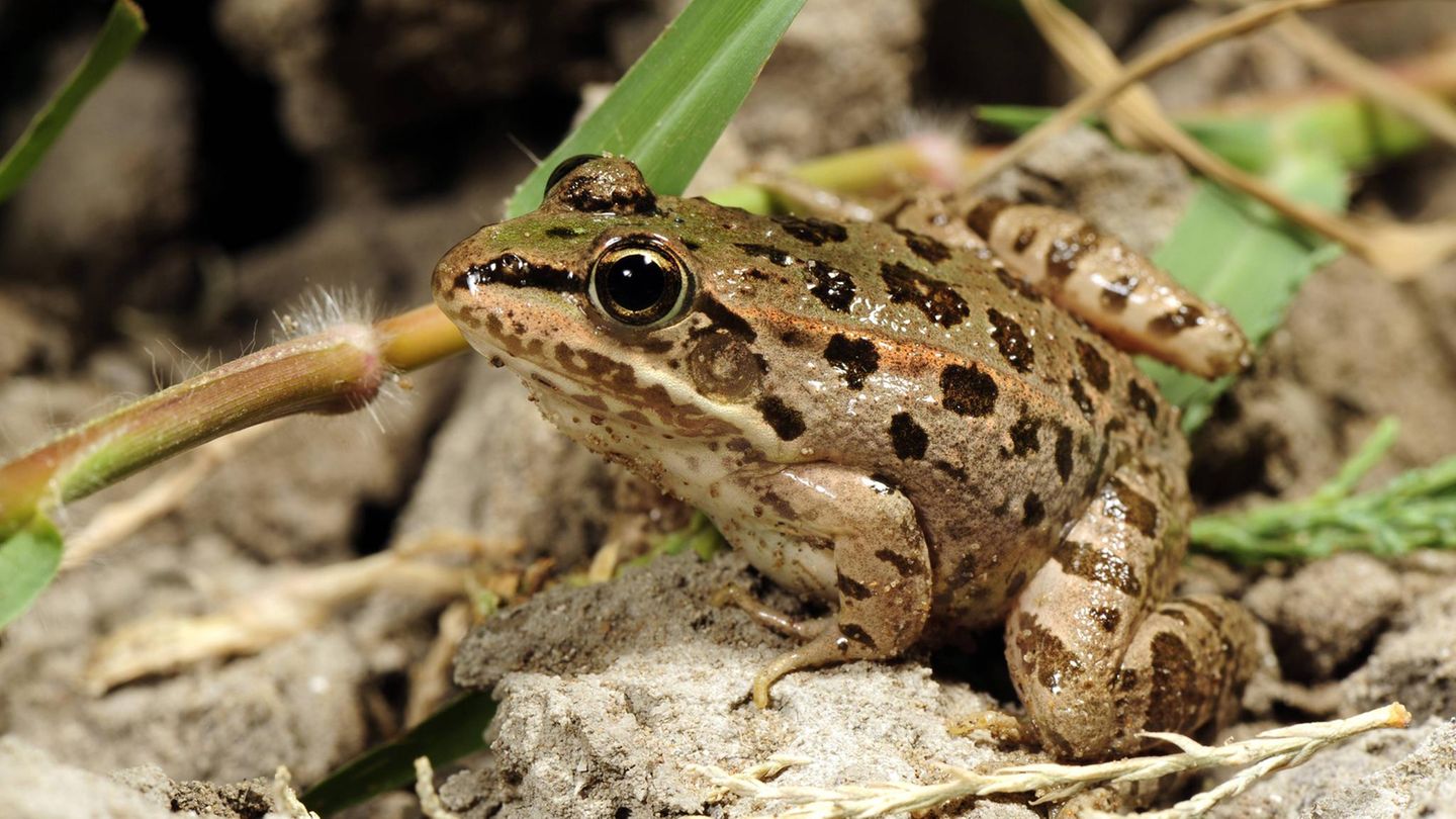 Artenschutz Wasserfrösche
